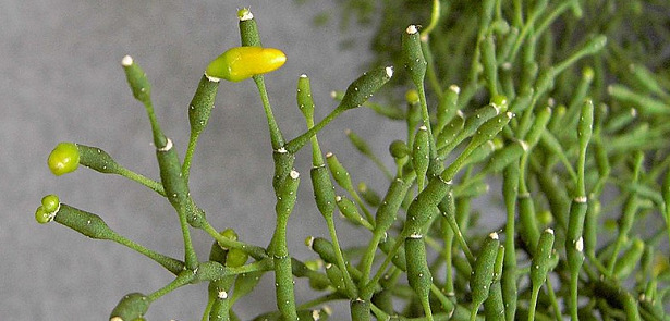 Rhipsalis gialla