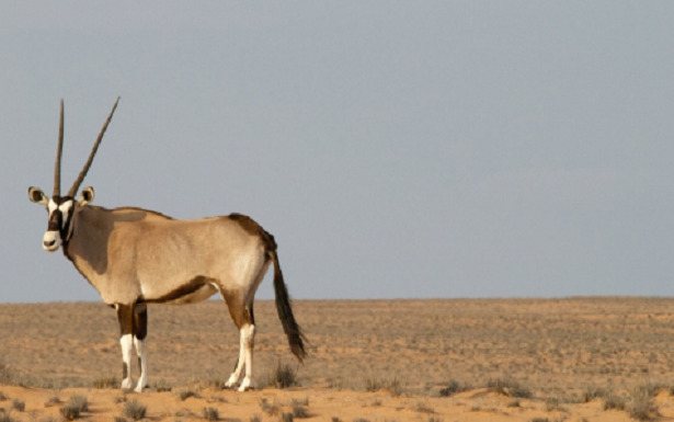 animali del deserto antilope