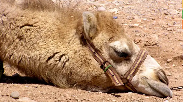 animali del deserto cammello