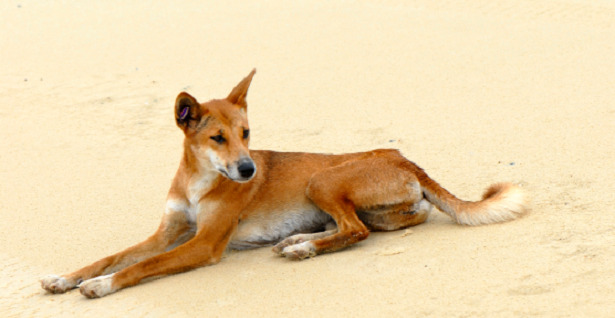 animali del deserto dingo