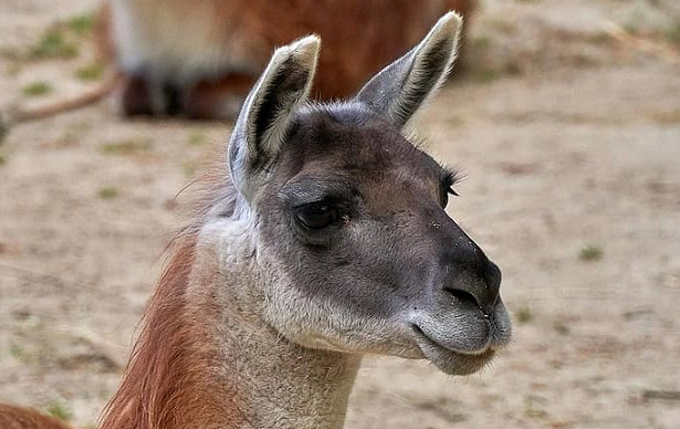 animali del deserto guanaco