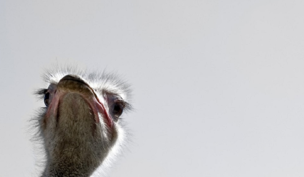 animali del deserto struzzo