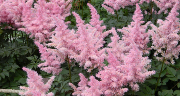 Astilbe fiori rosa Astilbe fiori rosa