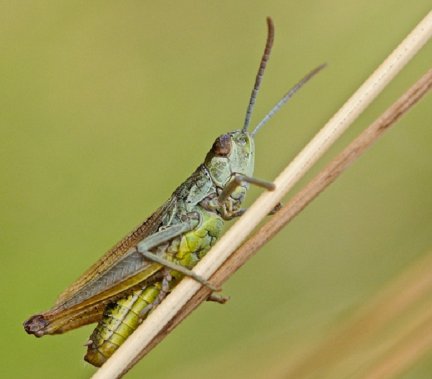 cavalletta gigante locusta