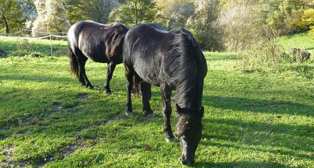 Cavalli Bardigiani al pascolo