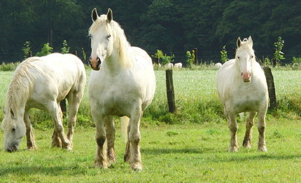 Cavalli Boulonnais al pascolo Cavalli Boulonnais al pascolo