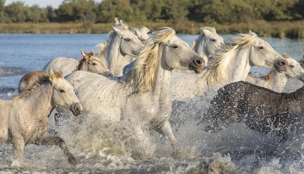 cavalli camargue in acqua