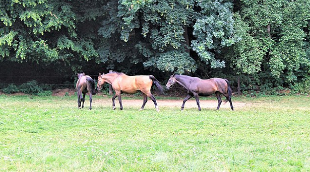 cavalli frieberger cavalli frieberger