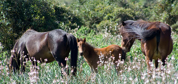 Cavallini della Giara fiori