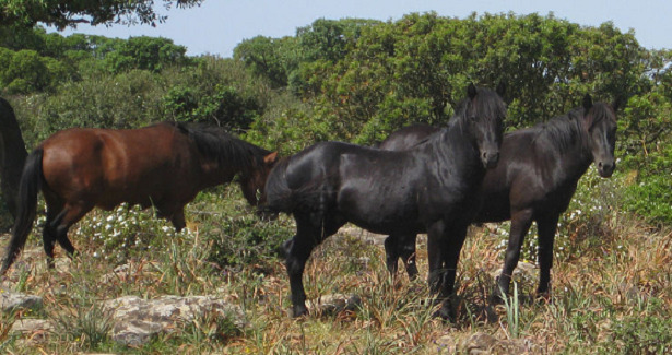 Cavallini della Giara Cavallini della Giara