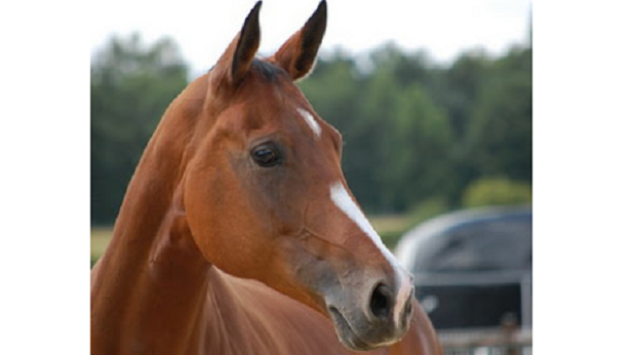 Cavallo Anglo Arabo Francese Caratteristiche Idee Green