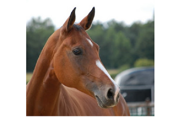 Cavallo Anglo-arabo francese muso