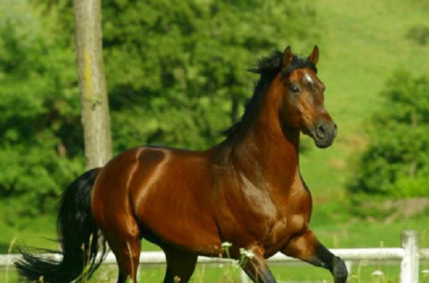 Cavallo Anglo-arabo sardo corre Cavallo Anglo-arabo sardo corre