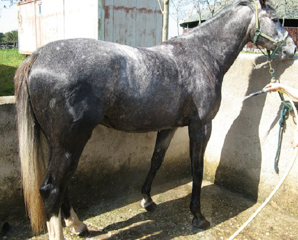 Cavallo Anglo-arabo sardo corre Cavallo Anglo-arabo sardo corre