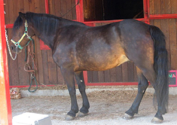 cavallo bardigiano cavallo bardigiano