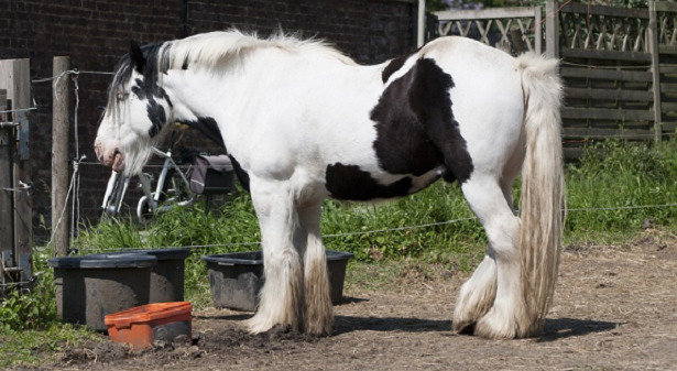 Cavallo Belga da tiro Cavallo Belga da tiro