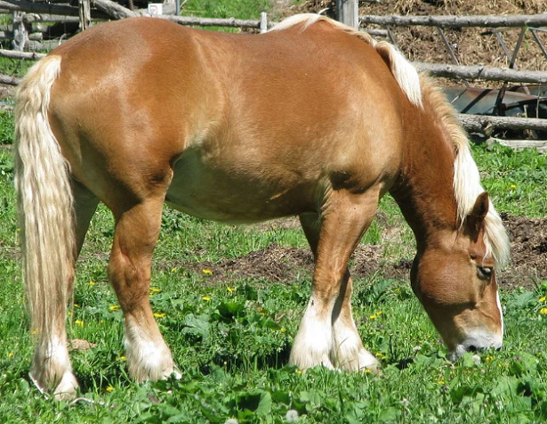 Cavallo Belga Cavallo Belga