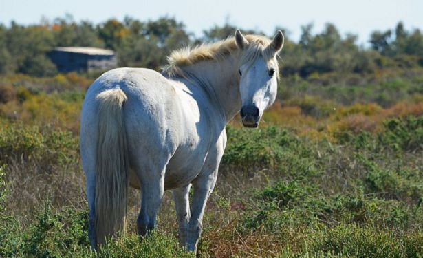 cavallo camargue