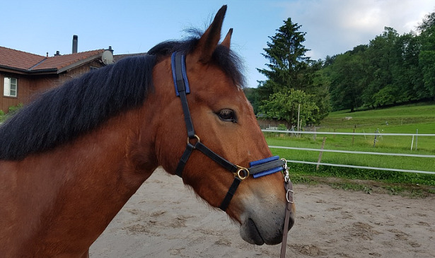 Cavallo Freiberger muso