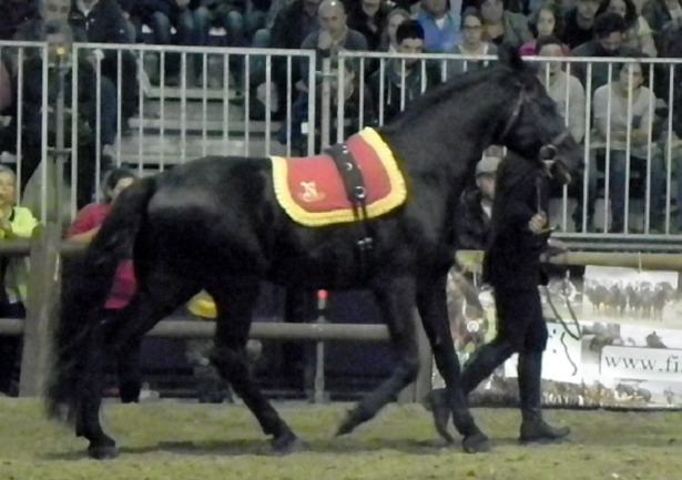 Cavallo Napoletano