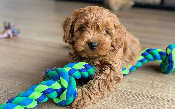 Cavoodle