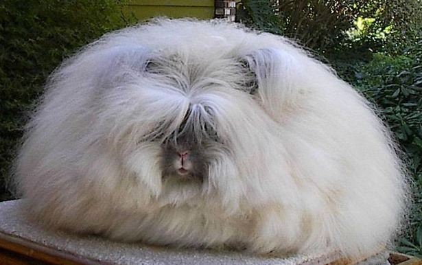 coniglio Angora Inglese