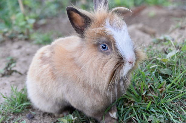 coniglio nano