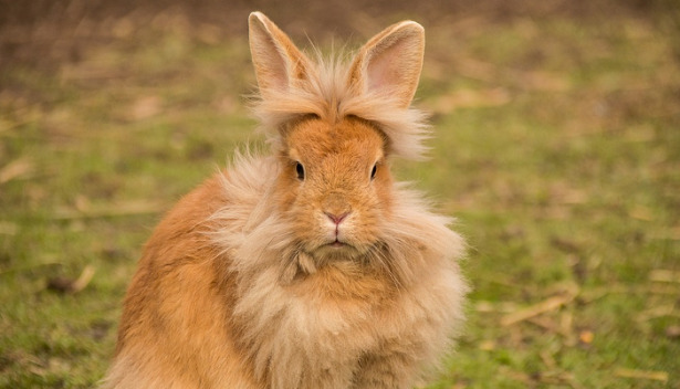 coniglio testa di leone