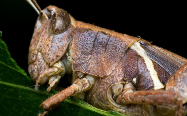 corpo di locusta gigante