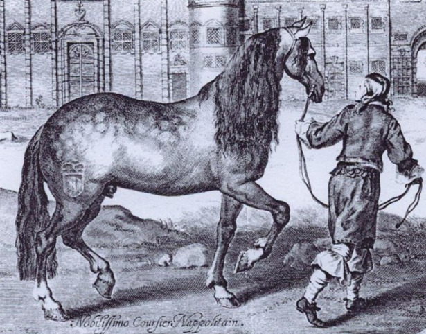 disegno Cavallo Napoletano