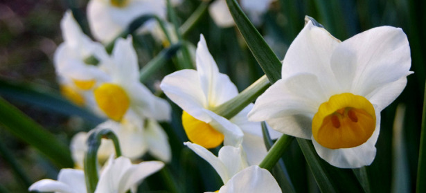 fiore di narciso bianco
