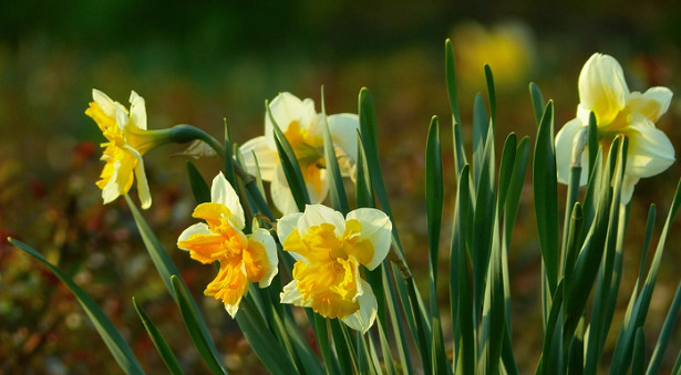 fiore di narciso bianco