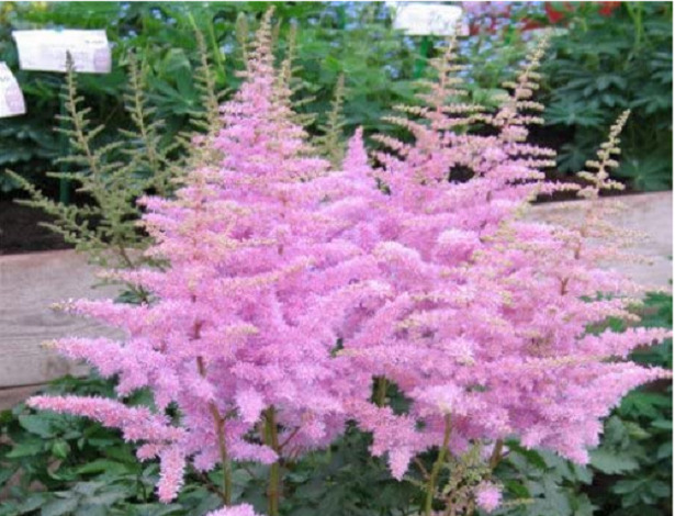 fiori Astilbe in vendita fiori Astilbe in vendita