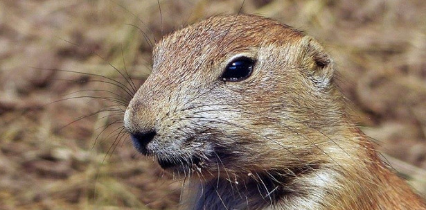 muso Cane della Prateria muso Cane della Prateria