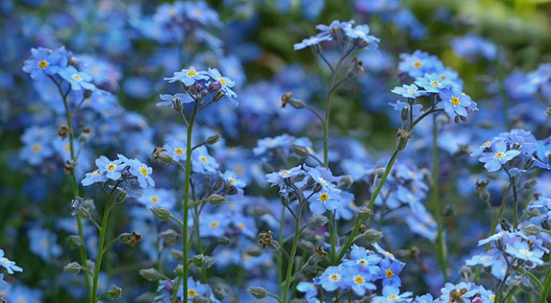 non ti scordar di me