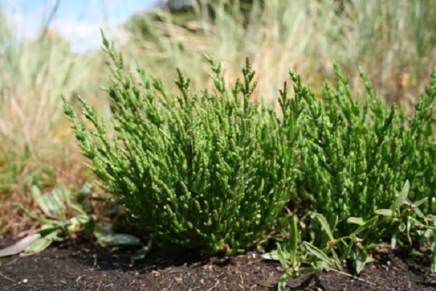 salicornia