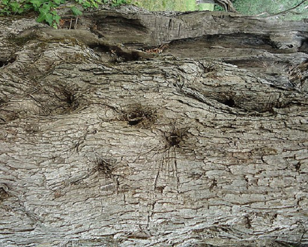 tronco Fleotribo olivo