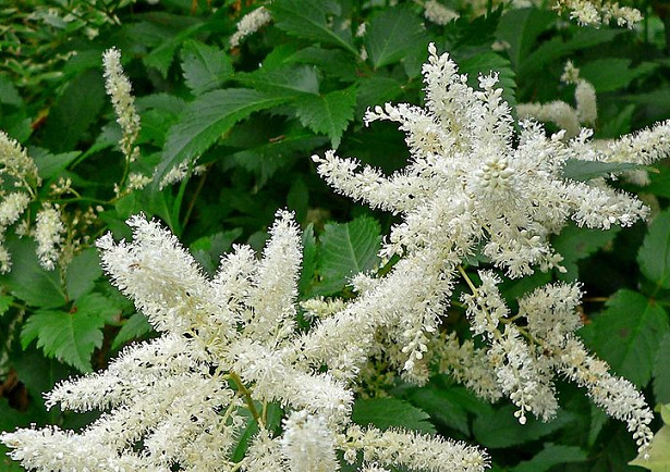 Astilbe fiori bianchi