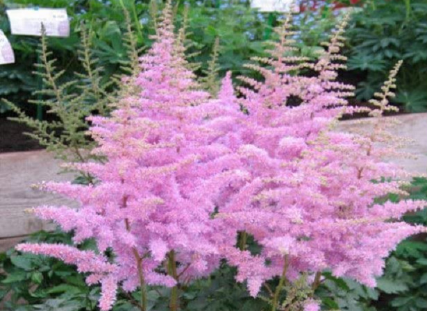 Astilbe in vendita Astilbe in vendita