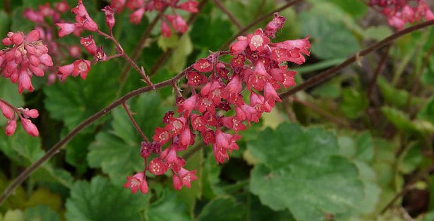 Heuchera fiori