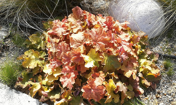 Heuchera foglie