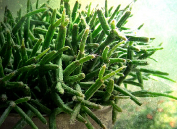 Rhipsalis rami