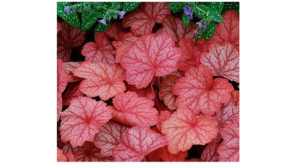 semi di Heuchera 