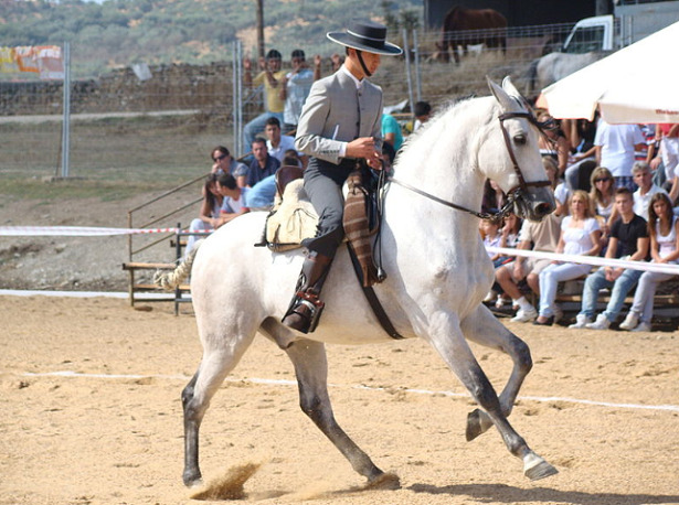 anglo arabo spagnolo anglo arabo spagnolo