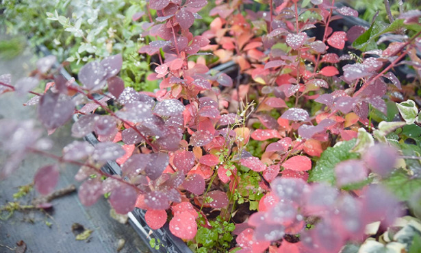 Berberis amazon Berberis amazon