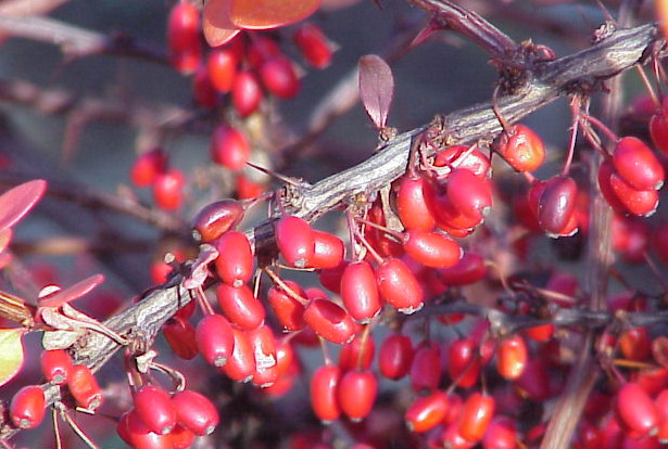 Berberis bacche Berberis bacche