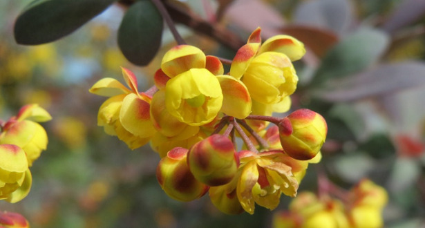Berberis fiore Berberis fiore