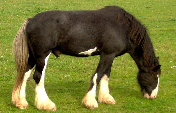 cavalli docili Shire