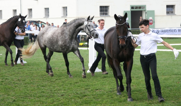 cavalli trakehner gare