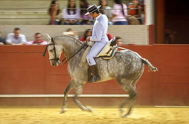 Cavallo Hispano